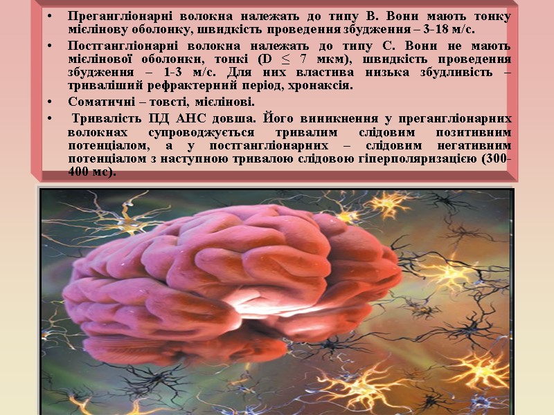 Прегангліонарні волокна належать до типу В. Вони мають тонку мієлінову оболонку, швидкість проведення збудження